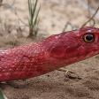 redsnake