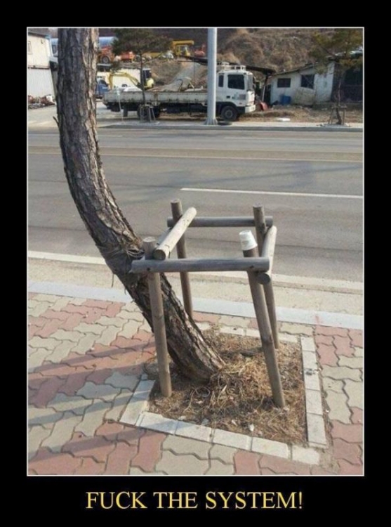 Baum.jpg