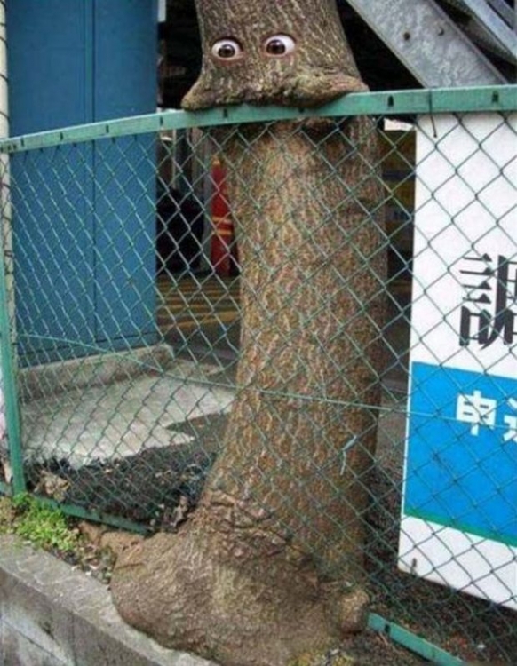 Baum2.jpg