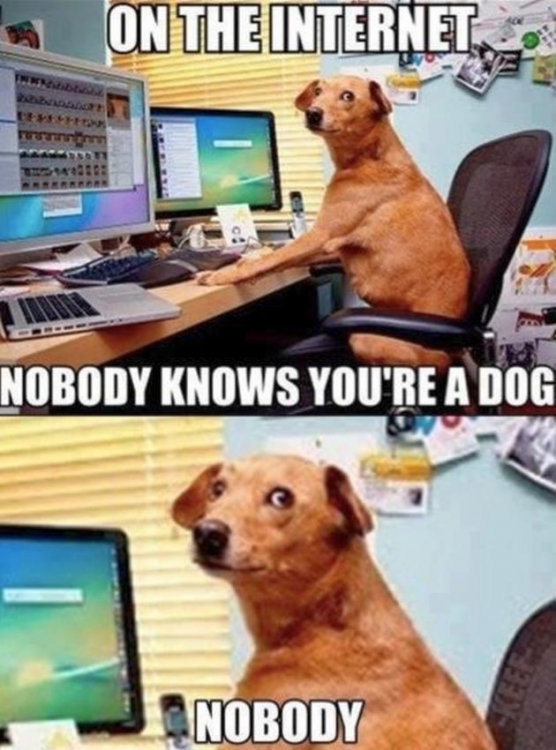 Dog1.jpg