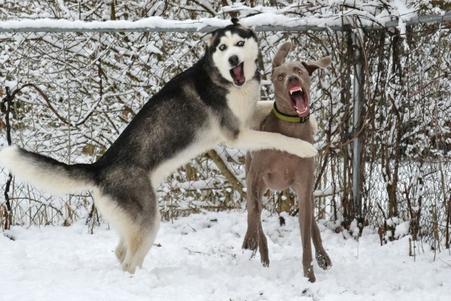 Hunde.jpg