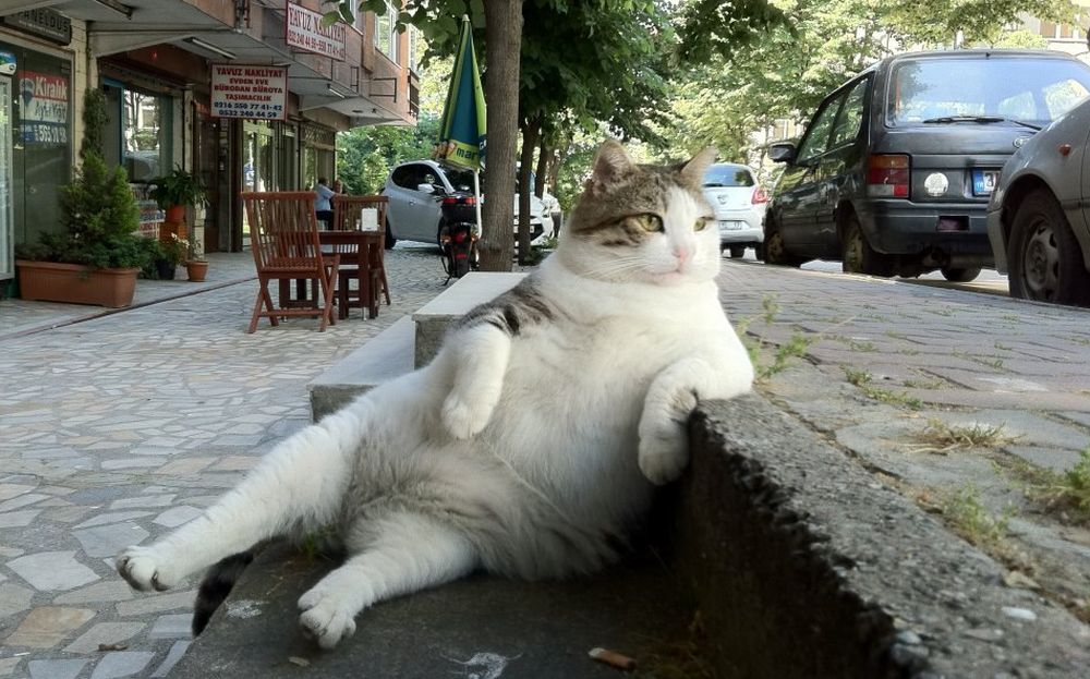 Katze1.jpg