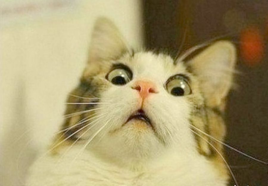 Katze1.jpg