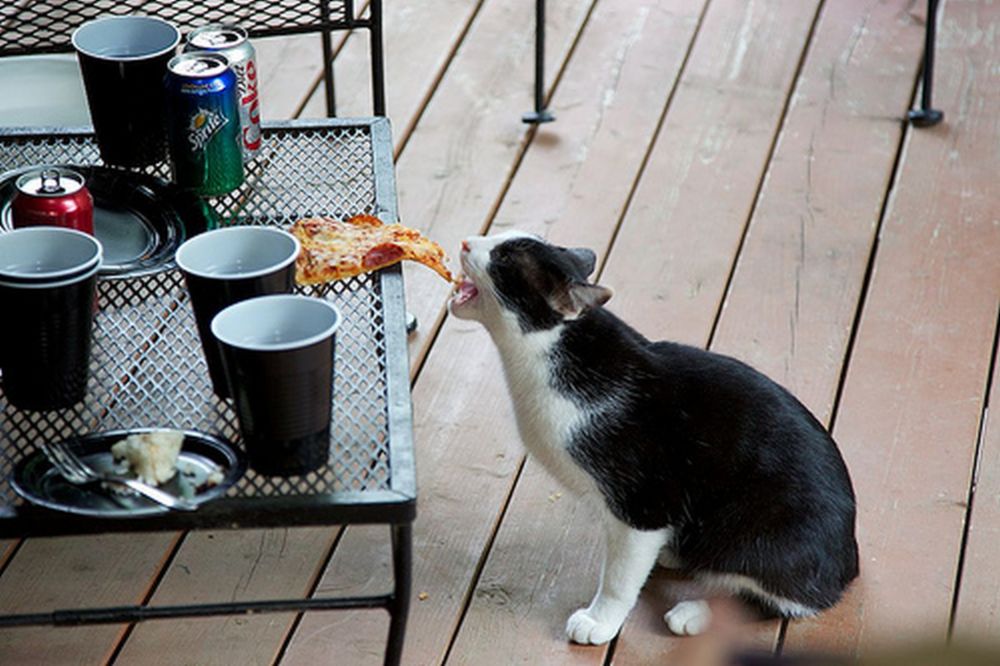 Katze2.jpg