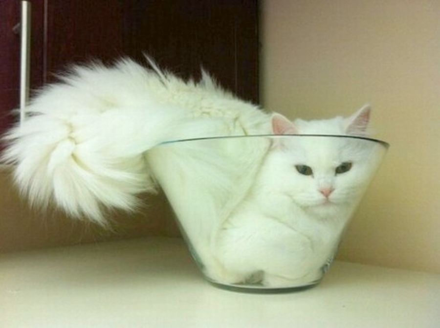 Katze2.jpg