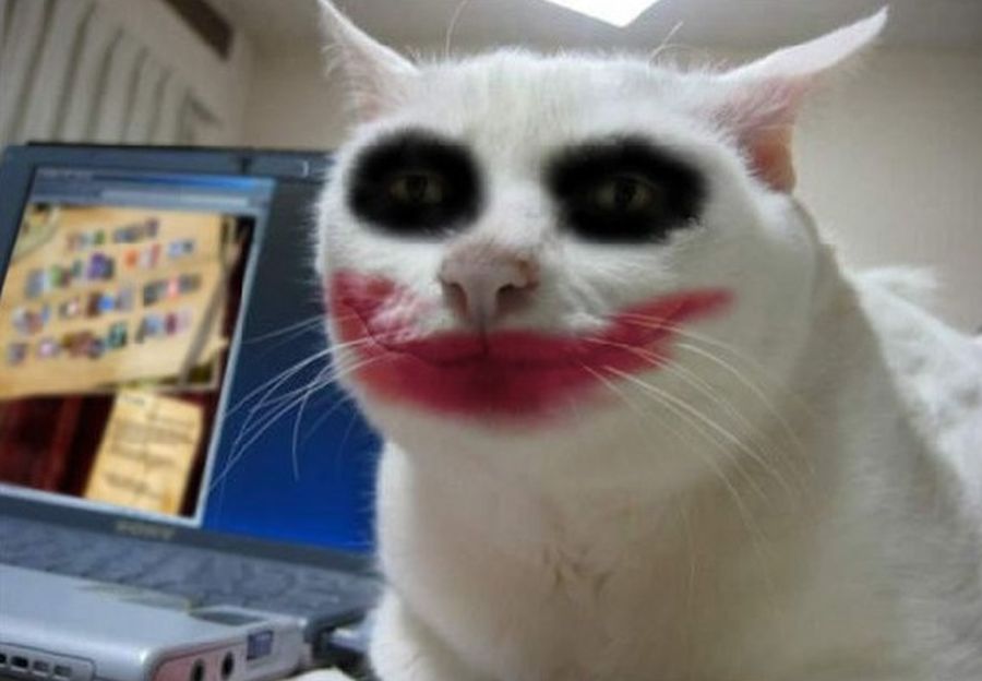 Katze3.jpg
