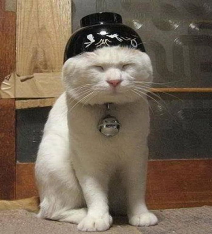 Katze7.jpg