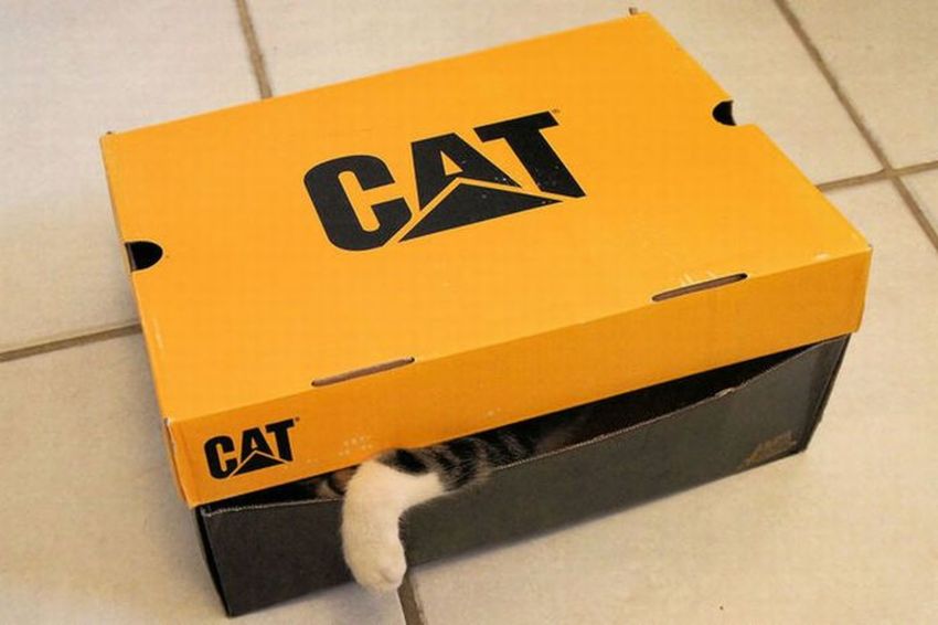 Katze8.jpg