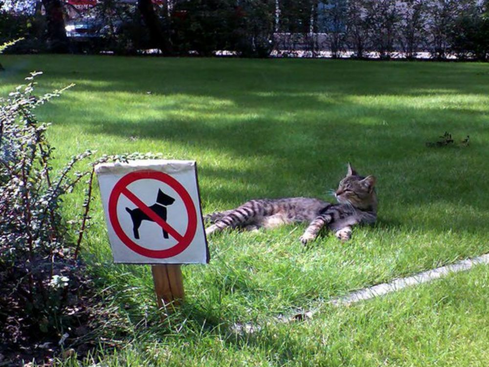 Katze9.jpg