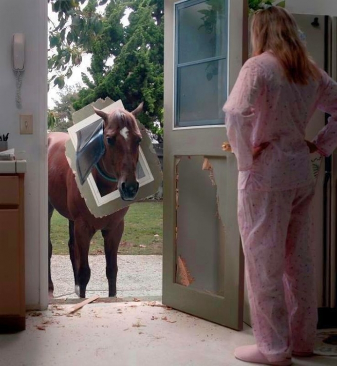 Pony.jpg