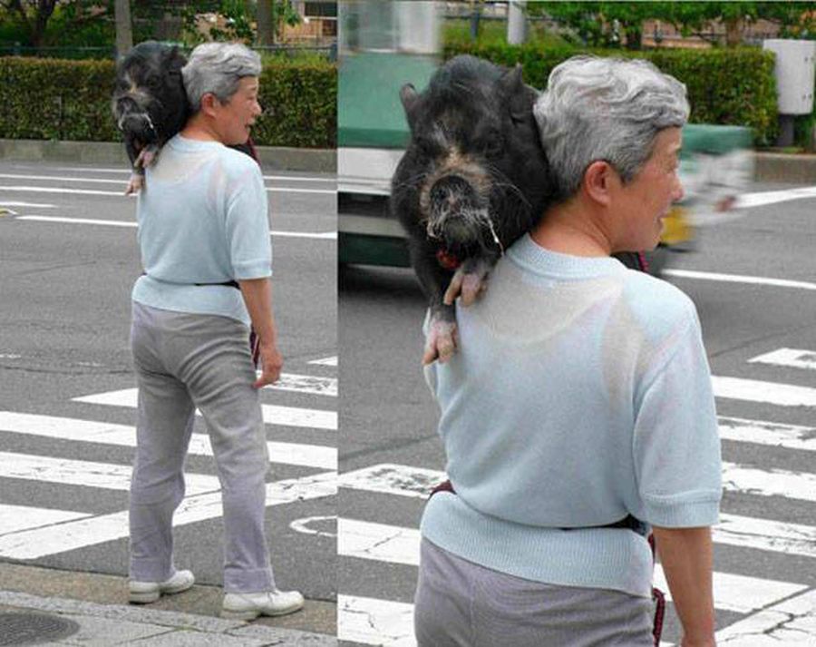 Schwein.jpg