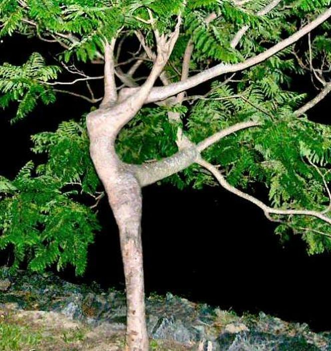 Baum3.jpg