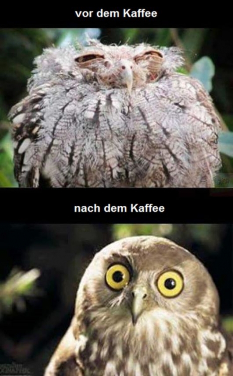 Kaffee.jpg
