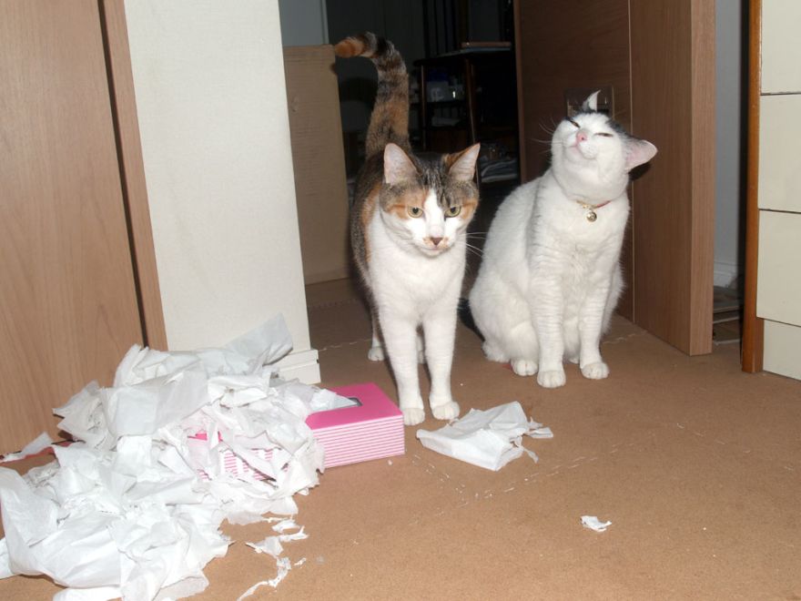 Katze10.jpg