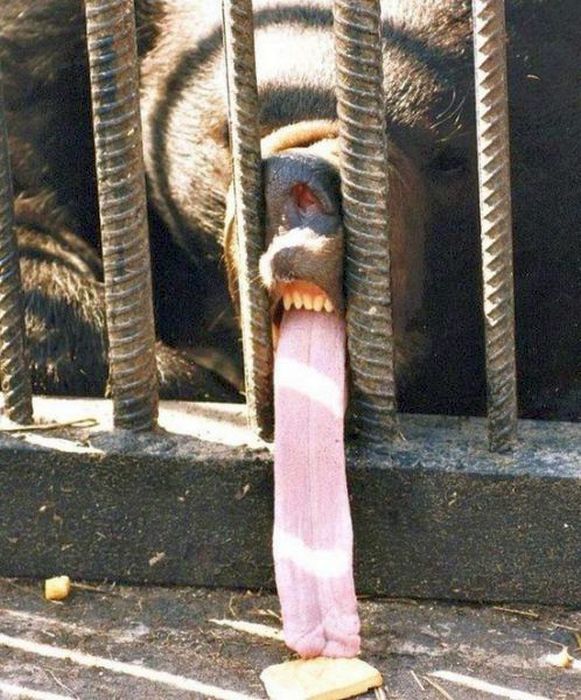 Zoo2.jpg