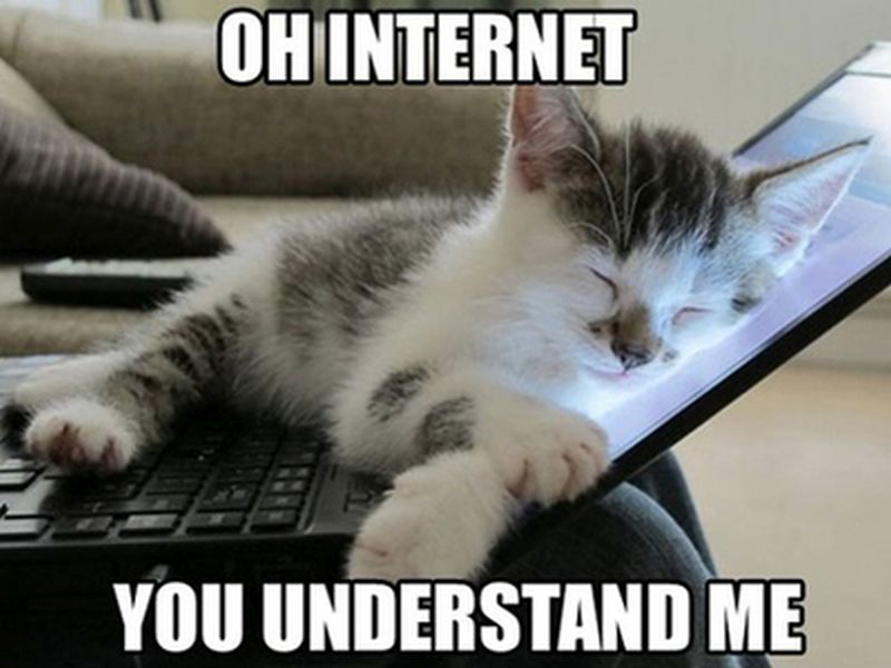 cat.jpg