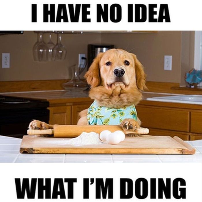 dog.jpg