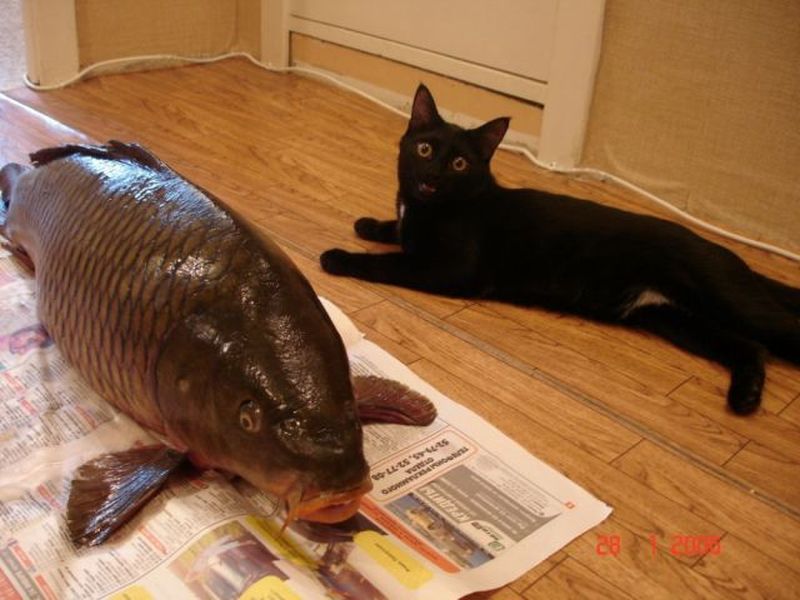 fisch.jpg