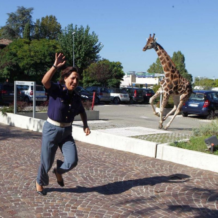 giraffe.jpg