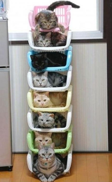 katzen.jpg
