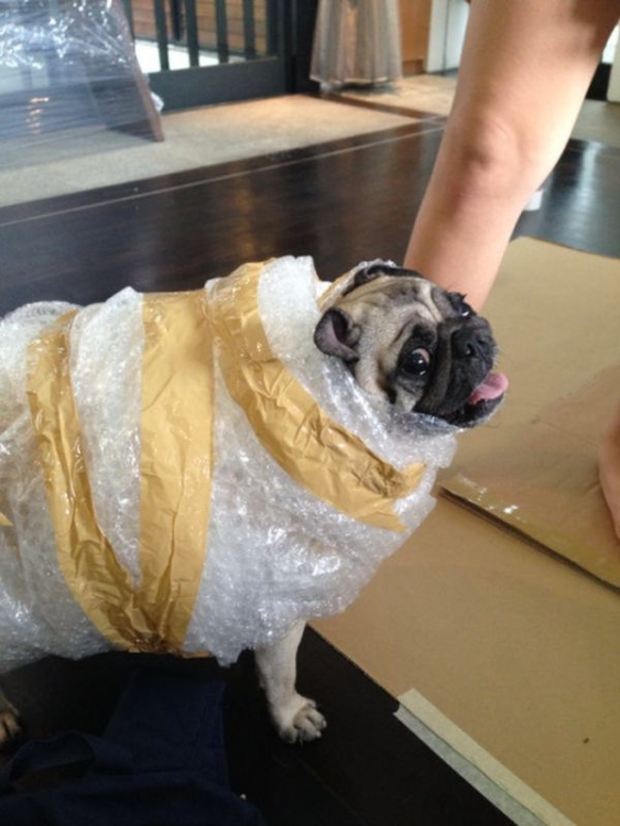 doggy2.jpg
