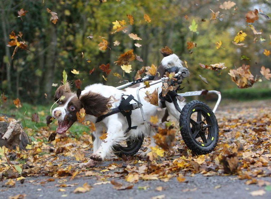 doggy3.jpg