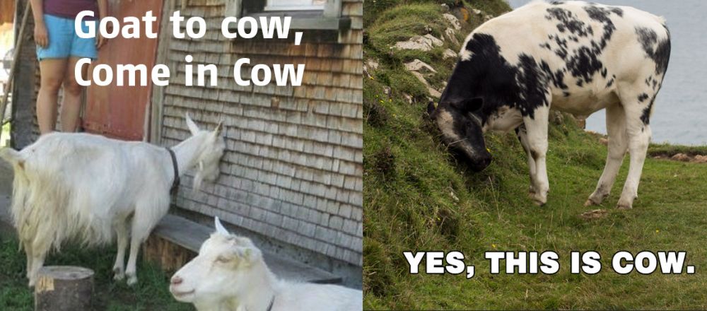 goatcow.jpg