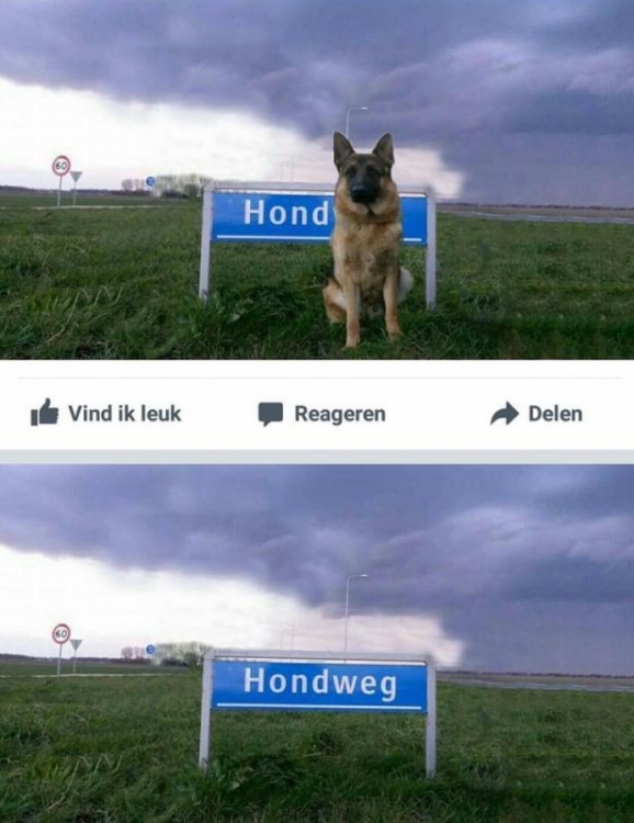hondweg.jpg