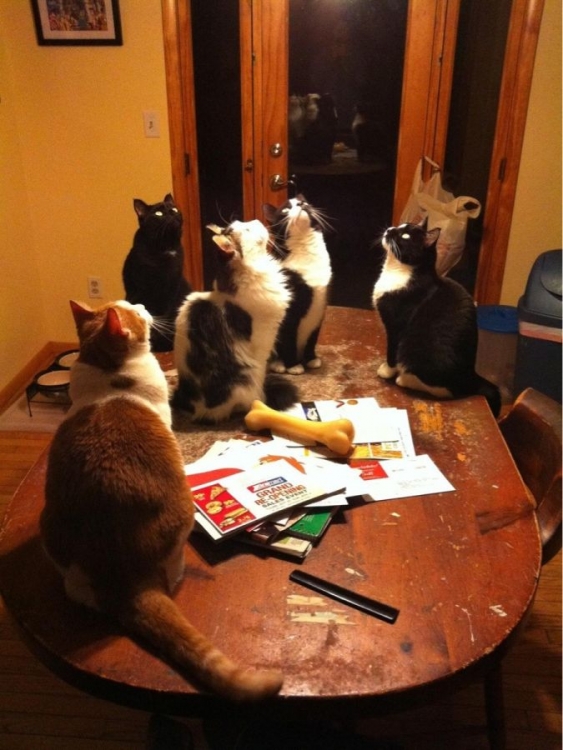 kitty.jpg
