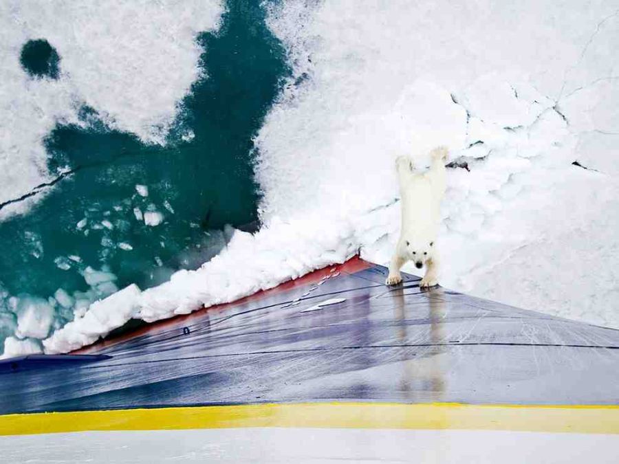polarbear.jpg