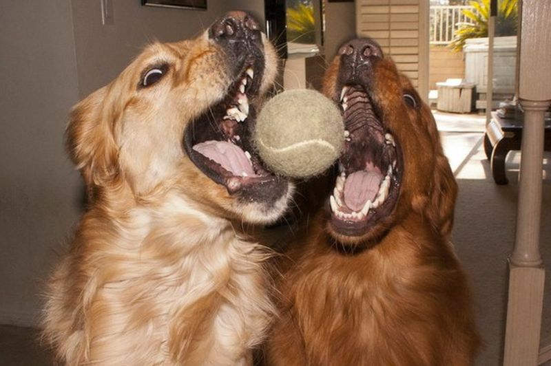 ball.jpg.ff2a9230d054d53fb00713de03515182.jpg