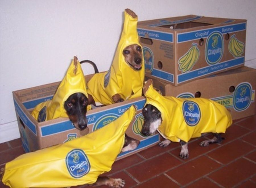 chiquita.jpg.f8f8ba60f804555c38597fc889539d04.jpg