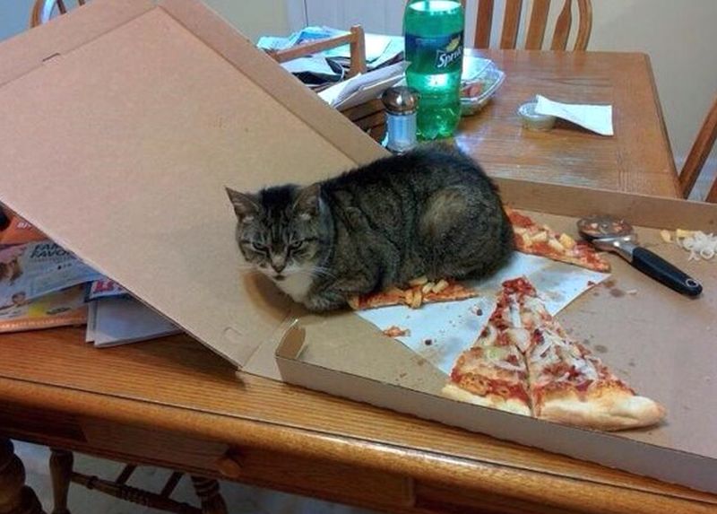pizza2.jpg.795046baa68fb07fb7406bc921995fd6.jpg