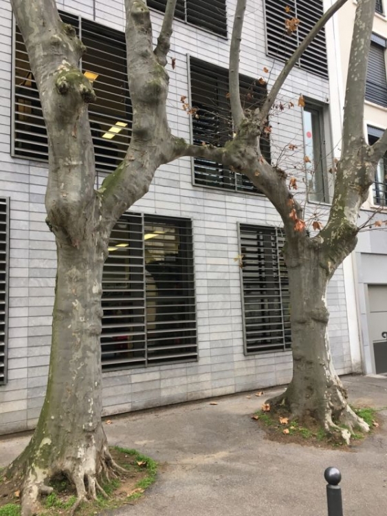Baum2.thumb.jpg.d6f75ed37ed41af7b3949e19837c2d39.jpg