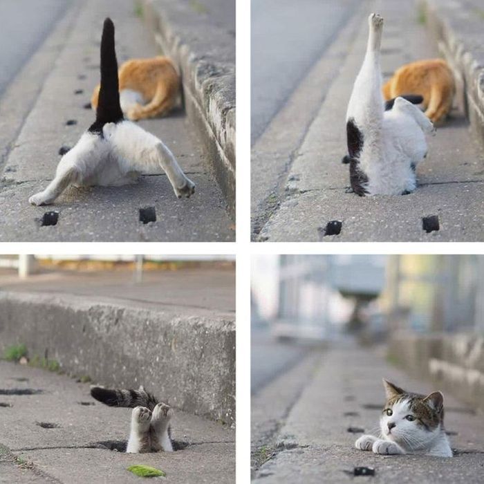 Cat1.jpg.352f13ecbc20730d87e44bcf7bd41f4e.jpg