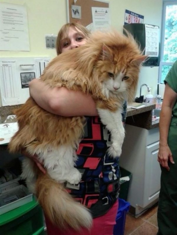 Cat3.thumb.jpg.2b2d997186c9bb2d3a245d6bee18cdb2.jpg
