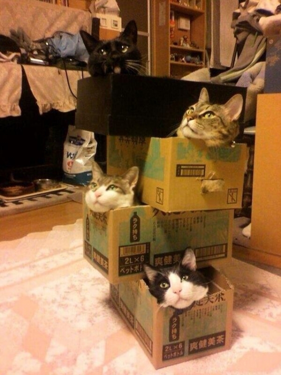 Katzen.thumb.jpg.c59ece30cd9bf8771583d15595cdd573.jpg