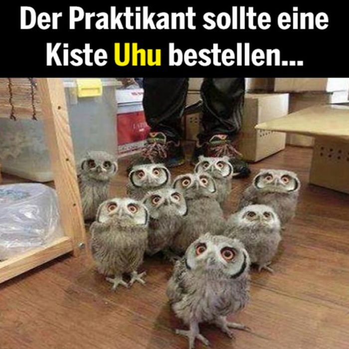 Uhu.jpg.94c6dbc3d24ad8cbc772a77a19a8f633.jpg
