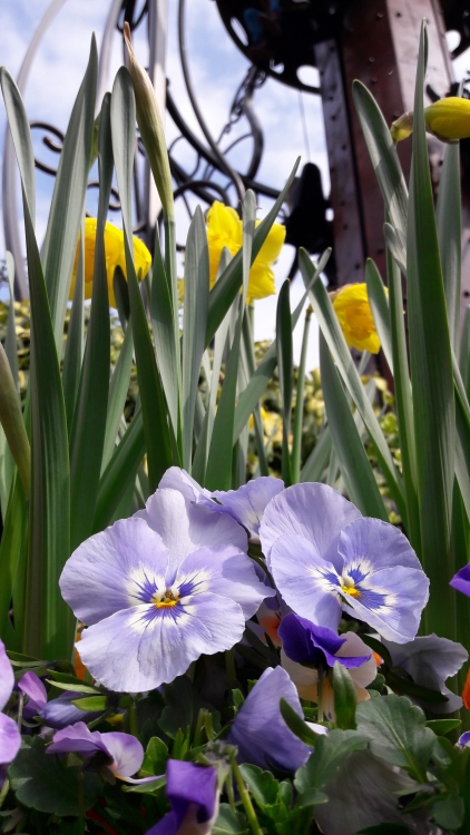 20170408_125641.thumb.jpg.4c1cc8f5b21bf947755f035439b561a7.jpg
