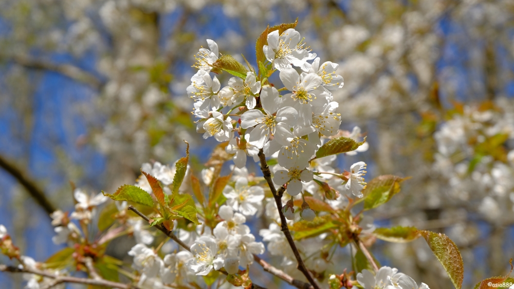 58ea79dfdcaf3_FroheOstern.thumb.jpg.f43c98261f2559c563a09446ace5aa13.jpg