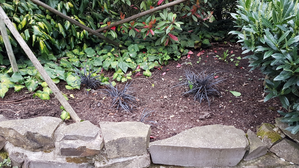 IMG-20170401-WA0015.thumb.jpeg.03a2a7ae6c78c26babef73eee438cc6a.jpeg