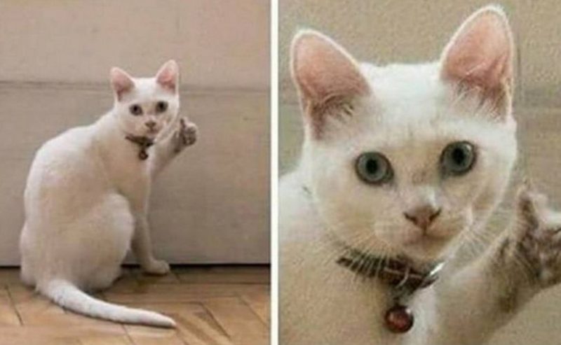 Cat1.thumb.jpg.88f0e48042db5ad46a8db005ba8423ed.jpg