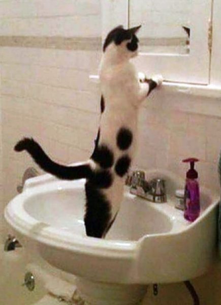 Cat2.thumb.jpg.a92a0539ff6f272e885949c6be8a4a80.jpg