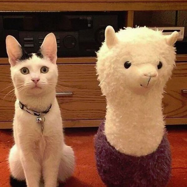 Cat4.thumb.jpg.f18520ea1424b77177e46818a3c7bcc2.jpg