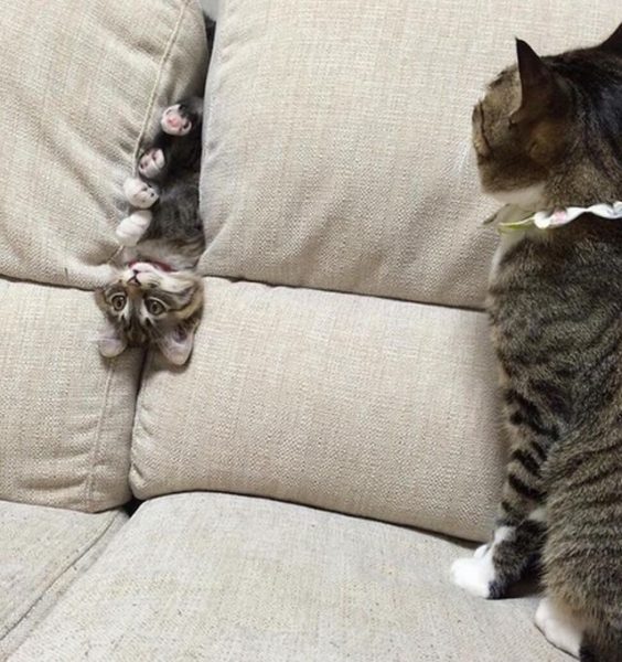 Cat5.thumb.jpg.c6cbe8e8b61563433efbfdea35042802.jpg