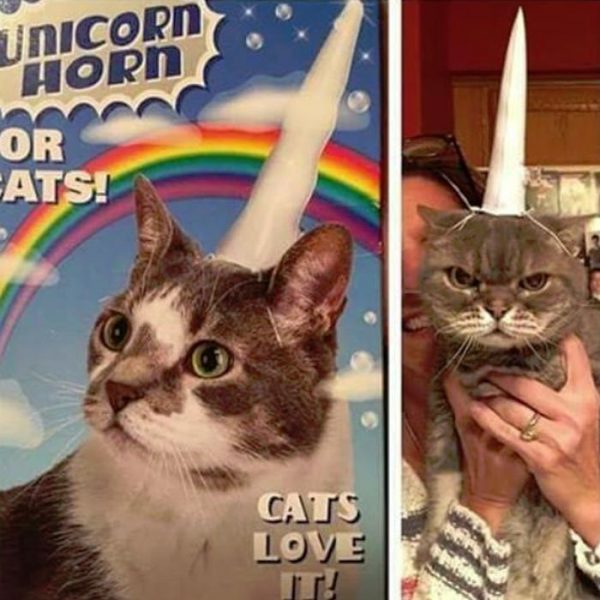 Cat6.thumb.jpg.9f86e5afff1f19963b40ca002eaae800.jpg