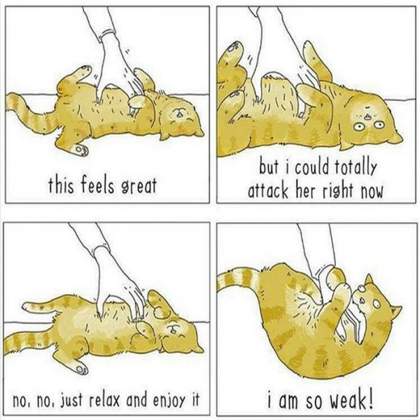 Cat7.thumb.jpg.663eb61204338368e9ced50d56824f36.jpg