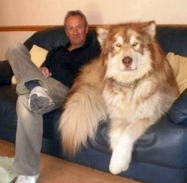 Dog1.thumb.jpg.7db63c13ba85b43302ed2c1651d9d246.jpg