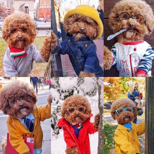 Dog3.thumb.jpg.0771c4db61fcaa02aa49a147d80c0ac6.jpg