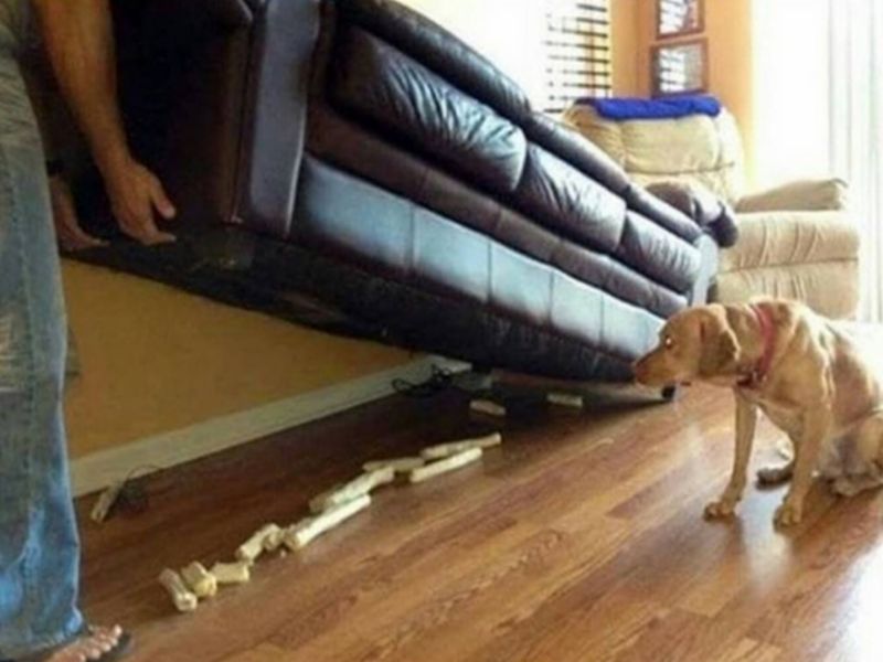 Dog6.jpg.6f8fa9ca5e08c48e6be30da61d737b30.jpg